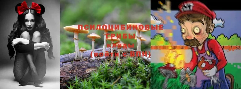 Галлюциногенные грибы MAGIC MUSHROOMS  darknet как зайти  Владивосток 